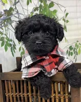 Rebel , a male Yorkipoo and Yorkshire Terrier for sale in Sellersburg, IN – Photo 8 of 10