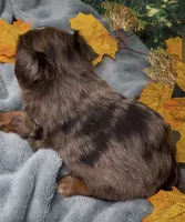 Blue merle 2 - green eyes , a male Yorkshire Terrier and Shorkie for sale in Sellersburg, IN – 9 of 9