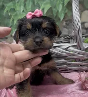 Princess , a female Yorkshire Terrier and Shorkie for sale in Sellersburg, IN – 3 of 10