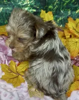Godiva - Chocolate merle, a female Yorkshire Terrier and Shorkie for sale in Sellersburg, IN – 6 of 6