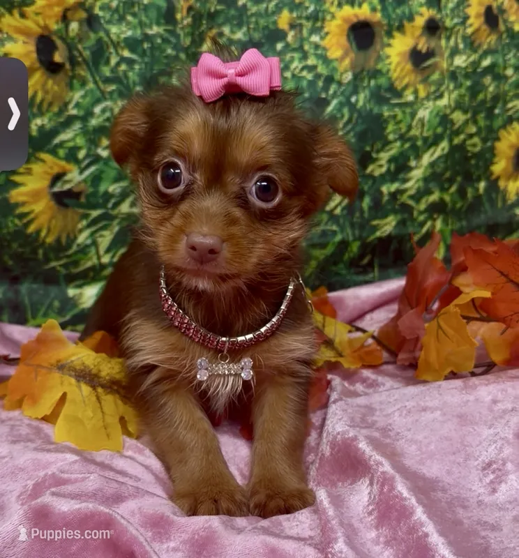 Dior – Yorkshire Terrier, Shorkie puppy for sale in Sellersburg, IN