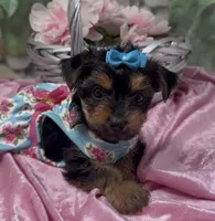 Bella, a female Yorkshire Terrier and Shorkie for sale in Sellersburg, IN – 6 of 10