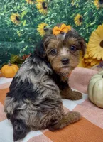 ZsaZsa - silver merle, a female Yorkipoo and Yorkshire Terrier for sale in Sellersburg, IN – 2 of 8