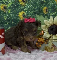 Tiny Chanel (chocolate), a female Yorkshire Terrier and Shorkie for sale in Sellersburg, IN – 6 of 7