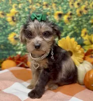 Rhianna -BlackBerry merle, a female Yorkipoo and Yorkshire Terrier for sale in Sellersburg, IN – 3 of 9