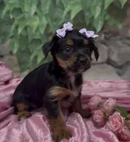 Sophia, a female Yorkshire Terrier and Shorkie for sale in Sellersburg, IN – 4 of 9