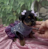 Sophia, a female Yorkshire Terrier and Shorkie for sale in Sellersburg, IN – 2 of 9