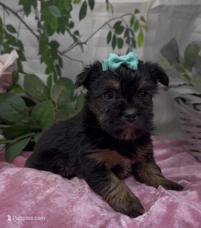 Maggie – Yorkshire Terrier, Shorkie puppy for sale in Sellersburg, IN