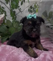 Maggie, a female Yorkshire Terrier and Shorkie for sale in Sellersburg, IN – 1 of 7