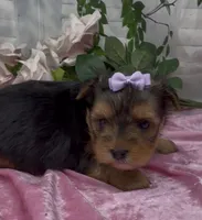 Lola, a female Yorkshire Terrier and Shorkie for sale in Sellersburg, IN – 2 of 5