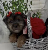 Prada, a female Yorkshire Terrier and Shorkie for sale in Sellersburg, IN – 1 of 10