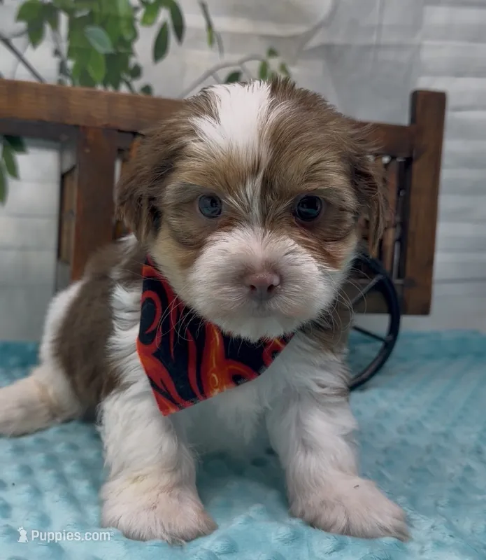  Beethoven  – Yorkshire Terrier, Shorkie puppy for sale in Sellersburg, IN