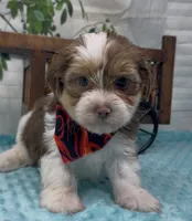  Beethoven , a male Yorkshire Terrier and Shorkie for sale in Sellersburg, IN – 1 of 10