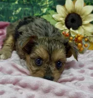 Prada - blue merle, a female Yorkshire Terrier and Shorkie for sale in Sellersburg, IN – 3 of 10