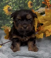 Teddy Bear, a male Yorkshire Terrier and Shorkie for sale in Sellersburg, IN – 3 of 7
