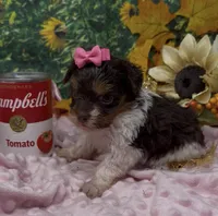 Teacup Jasmine , a female Yorkshire Terrier and Shorkie for sale in Sellersburg, IN – 5 of 7