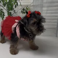 Prada, a female Yorkshire Terrier and Shorkie for sale in Sellersburg, IN – 10 of 10