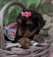 Ophelia, a female Yorkshire Terrier and Shorkie for sale in Sellersburg, IN – 6 of 6