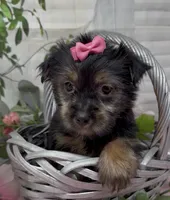Prada, a female Yorkshire Terrier and Shorkie for sale in Sellersburg, IN – 4 of 5