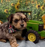 Rocco - blue merle, a male Yorkshire Terrier and Shorkie for sale in Sellersburg, IN – 6 of 9
