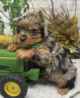 Sargeant - Blue merle w blue eyes!, a male Yorkshire Terrier and Shorkie for sale in Sellersburg, IN – Photo 10 of 10