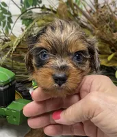 Sargeant - Blue merle w blue eyes!, a male Yorkshire Terrier and Shorkie for sale in Sellersburg, IN – Photo 2 of 10