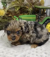 Sargeant - Blue merle w blue eyes!, a male Yorkshire Terrier and Shorkie for sale in Sellersburg, IN – Photo 7 of 10