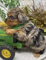 Sargeant - Blue merle w blue eyes!, a male Yorkshire Terrier and Shorkie for sale in Sellersburg, IN – Photo 6 of 10