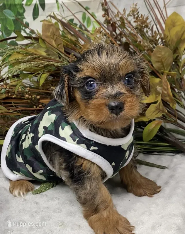 Sargeant - Blue merle w blue eyes! – Yorkshire Terrier, Shorkie puppy for sale in Sellersburg, IN