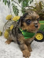 Sargeant - Blue merle w blue eyes!, a male Yorkshire Terrier and Shorkie for sale in Sellersburg, IN – Photo 9 of 10