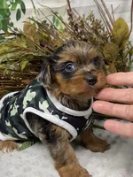 Sargeant - Blue merle w blue eyes!, a male Yorkshire Terrier and Shorkie for sale in Sellersburg, IN – Photo 8 of 10