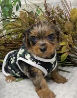 Sargeant - Blue merle w blue eyes!, a male Yorkshire Terrier and Shorkie for sale in Sellersburg, IN – Photo 4 of 10