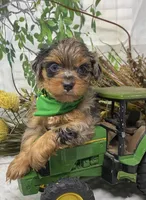 Sargeant - Blue merle w blue eyes!, a male Yorkshire Terrier and Shorkie for sale in Sellersburg, IN – Photo 3 of 10