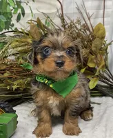 Sargeant - Blue merle w blue eyes!, a male Yorkshire Terrier and Shorkie for sale in Sellersburg, IN – Photo 5 of 10