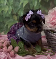 Sophia, a female Yorkshire Terrier and Shorkie for sale in Sellersburg, IN – 5 of 9