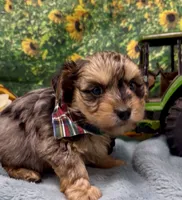 Rocco - blue merle, a male Yorkshire Terrier and Shorkie for sale in Sellersburg, IN – 8 of 9