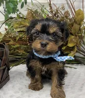 Gucci, a male Yorkshire Terrier and Shorkie for sale in Sellersburg, IN – Photo 6 of 7