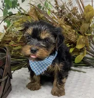 Gucci, a male Yorkshire Terrier and Shorkie for sale in Sellersburg, IN – Photo 4 of 7