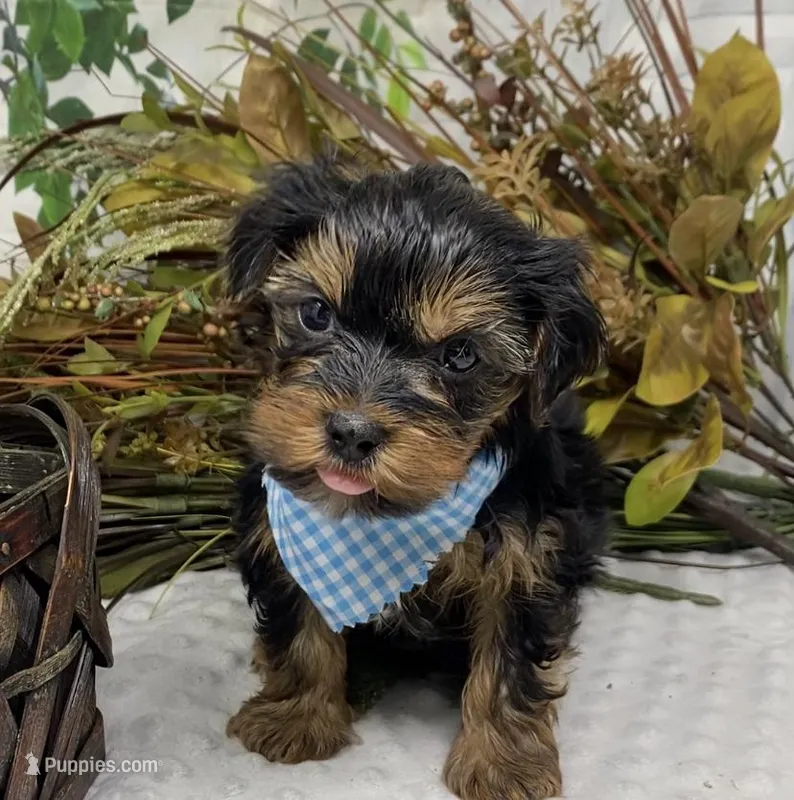 Gucci – Yorkshire Terrier, Shorkie puppy for sale in Sellersburg, IN