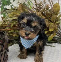 Gucci, a male Yorkshire Terrier and Shorkie for sale in Sellersburg, IN – Photo 5 of 7