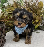 Gucci, a male Yorkshire Terrier and Shorkie for sale in Sellersburg, IN – Photo 7 of 7