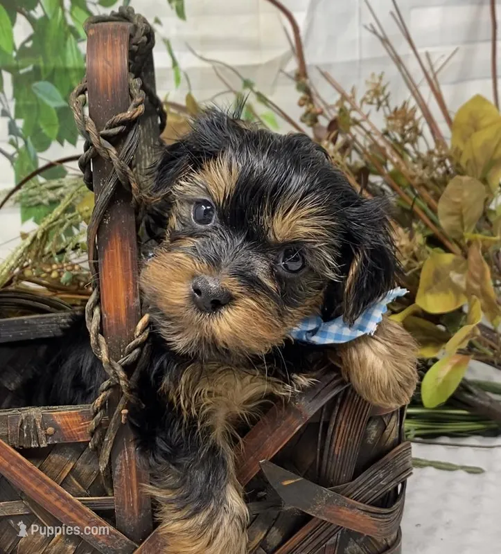 Gucci – Yorkshire Terrier, Shorkie puppy for sale in Sellersburg, IN