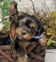 Gucci, a male Yorkshire Terrier and Shorkie for sale in Sellersburg, IN – Photo 1 of 7