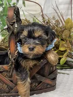 Gucci, a male Yorkshire Terrier and Shorkie for sale in Sellersburg, IN – Photo 3 of 7