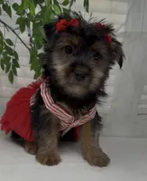 Prada, a female Yorkshire Terrier and Shorkie for sale in Sellersburg, IN – 6 of 10