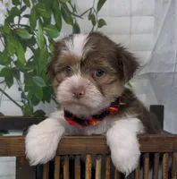  Beethoven , a male Yorkshire Terrier and Shorkie for sale in Sellersburg, IN – 6 of 10