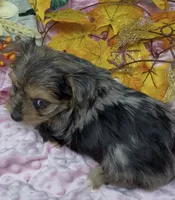 Prada - blue merle, a female Yorkshire Terrier and Shorkie for sale in Sellersburg, IN – 8 of 10