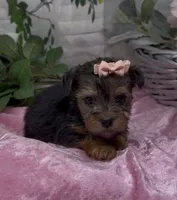 Layla, a female Yorkshire Terrier and Shorkie for sale in Sellersburg, IN – 1 of 4