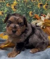 Blue Merle -hazel eyes, a male Yorkshire Terrier and Shorkie for sale in Sellersburg, IN – 9 of 10