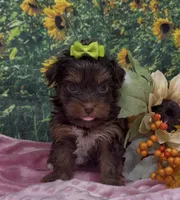 Tiny Coco (chocolate), a female Yorkshire Terrier and Shorkie for sale in Sellersburg, IN – 3 of 7